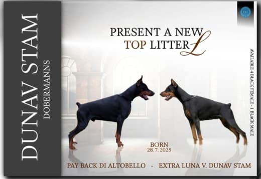 Doberman puppies for sale