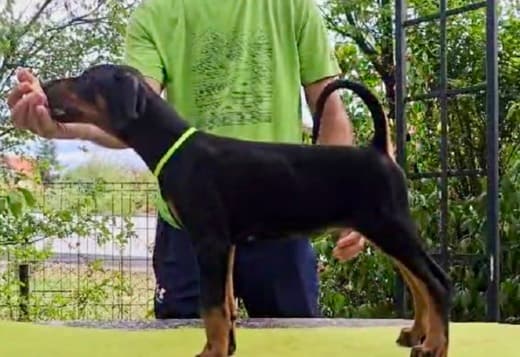 Doberman Puppies – Champion Bloodline