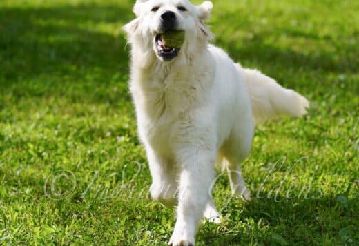 English Cream Golden Retriever Indiana: Healthy Puppies at Indiana