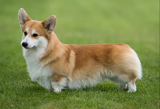 Pembroke Welsh Corgi Puppies – Small Dogs with Big Hearts