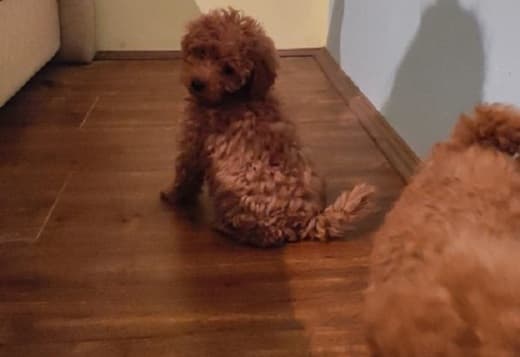 Red toy poodle