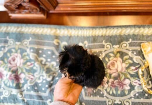 Cute yorkie puppy
