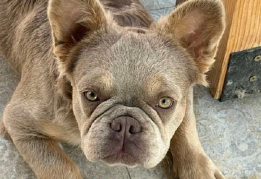 French Bulldog female