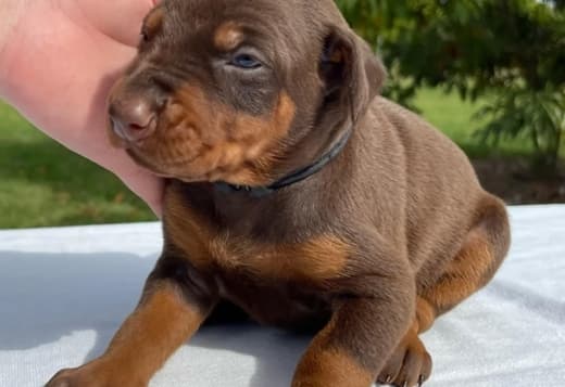 Dobermann Puppies for sale. Business Whatsapp :+447392009828