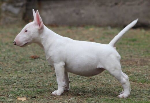 Miniature Bull Terrier