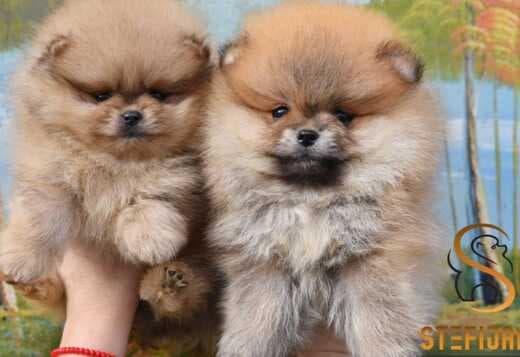 Pomeranian Spitz puppies