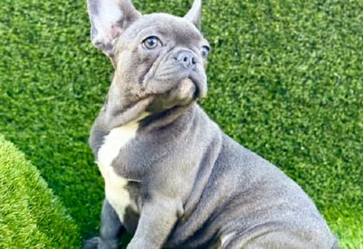 French Bulldog