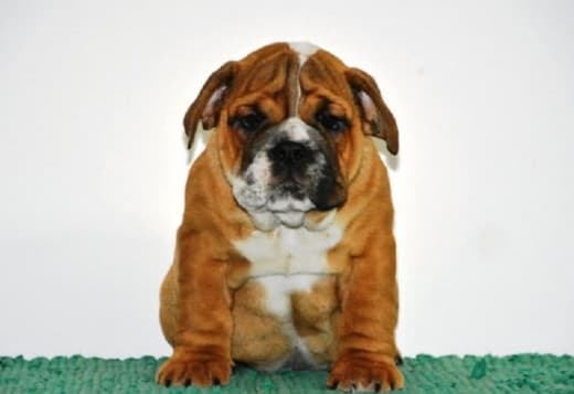 English Bulldog