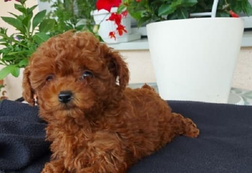 Toy teacup red poodle
