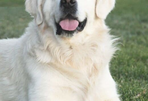 English Golden Retriever Indiana: Graceful, Intelligent, and Family-Fr