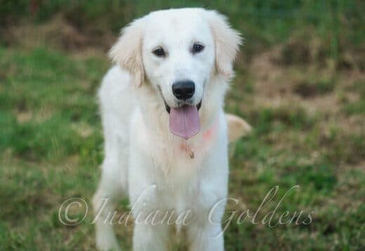 Indiana Golden Retriever Puppies: Raised with Care, Love, and Integrit