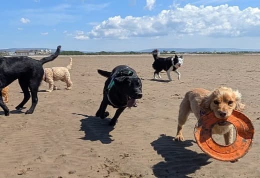 Professional Dog Walkers In Heysham | Pickupthepaws.net