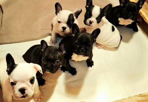 French Bulldog puppies