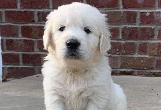English Golden retriever: Raised with Care and Certified Quality