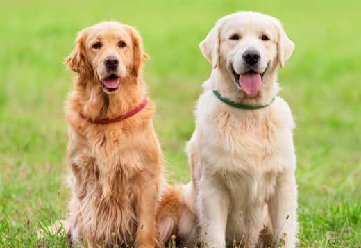 Golden Retriever Indiana: Trusted Experts in Healthy Bloodlines