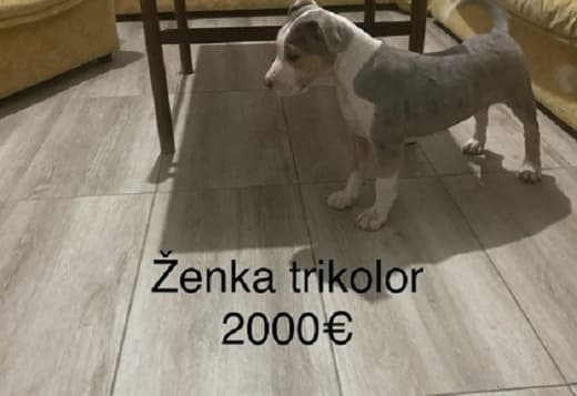 Pit bull terrier
