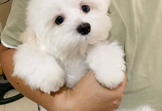 Maltese Puppies .whatsapp us:+447490124950
