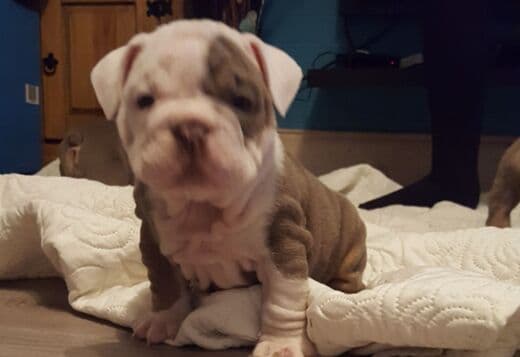 Gorgeous English Bulldog puppies. whatsapp us:+447490124950