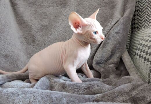 Healthy male and female Sphynx kittens Seeking new homes.whatsapp us:+