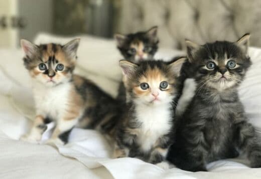 Available mane coon Kittens.whatsapp us:+447490124950