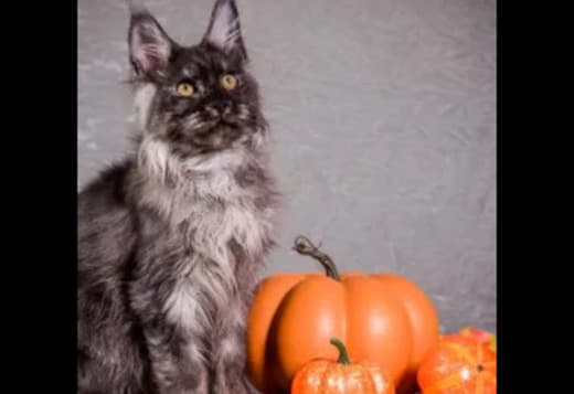 Maine Coon Breeders in Wisconsin: Gentle & Affectionate Cats