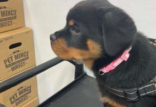 Adorable Rottweiler