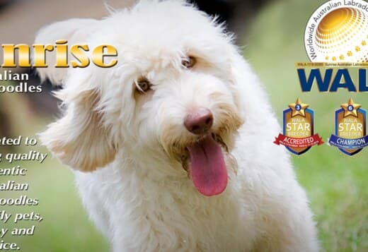 Sunrise Australian Labradoodles