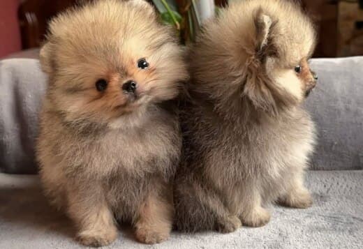 Cute teacup Pomeranian puppies