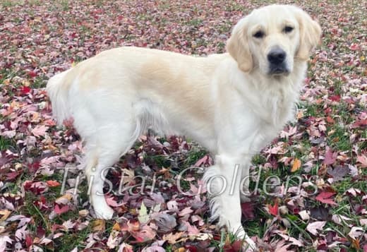 English Cream Golden Retrievers Puppies: Adorable Puppies
