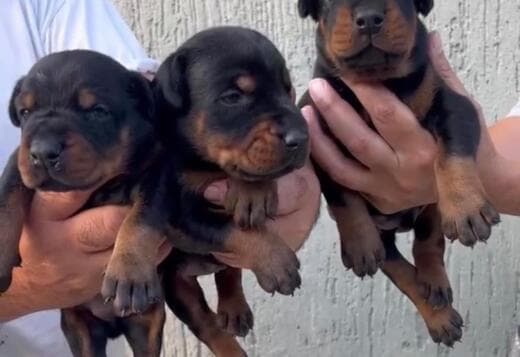 Doberman puppies for sale