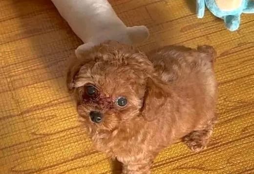 Beautiful poodle puppies Business WhatsApp: +37256348129