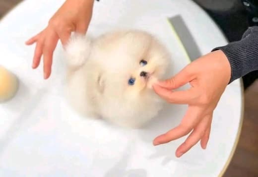 Beautiful Pomeranian puppies Business WhatsApp: +37256348129