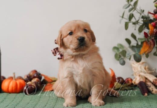 Golden Retriever Puppies Indiana: Healthy, Home-Raised