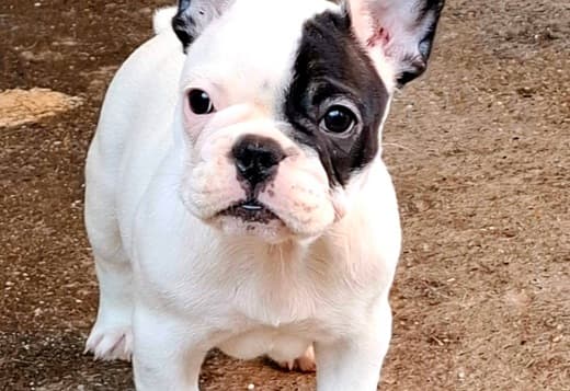 French Bulldog puppies