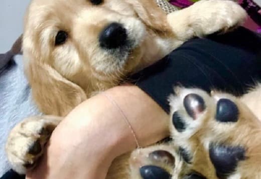 Golden retriever 3nnn