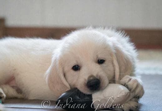 Golden Retriever Puppies Indiana: Healthy, Home-Raised