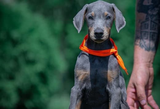 Doberman – Beautiful Puppies