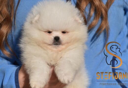 Pomeranian Spitz puppies