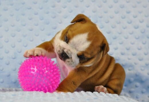 Beautiful English bulldog puppies.whatsapp for details:+447490124950