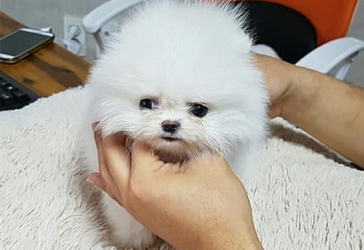 Beautiful Pomeranian Puppies..whatsapp for details:+447490124950