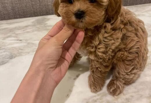 Maltese Puppies .whatsapp for details:+447490124950