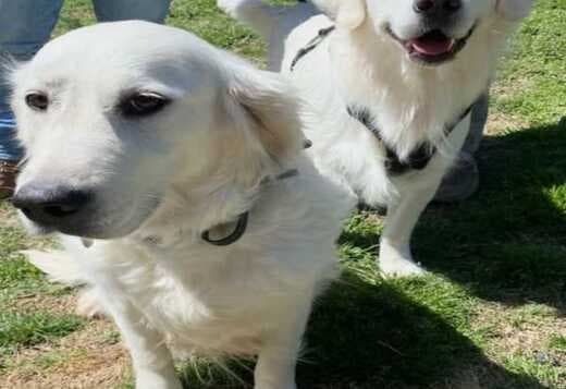 Golden Retriever Tennessee: Healthy, Well-Bred Puppies Raised with Car