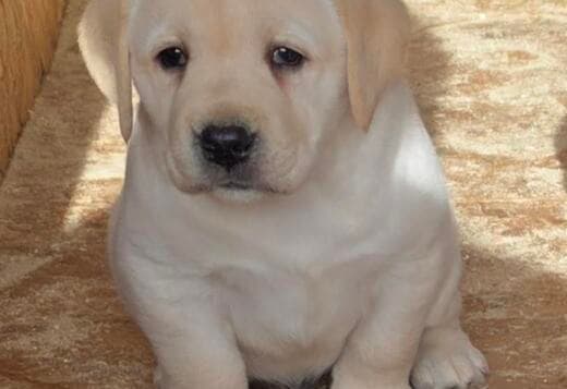 LABRADOR retriever, puppies of champion origin