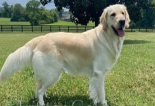 Golden Retriever Puppies For Sale Near Nashville