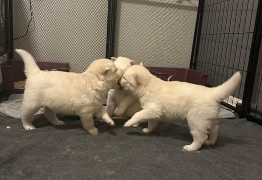 golden retriever puppies available for adoption