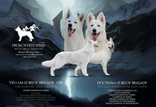 White Swiss Shepherd – Puppies