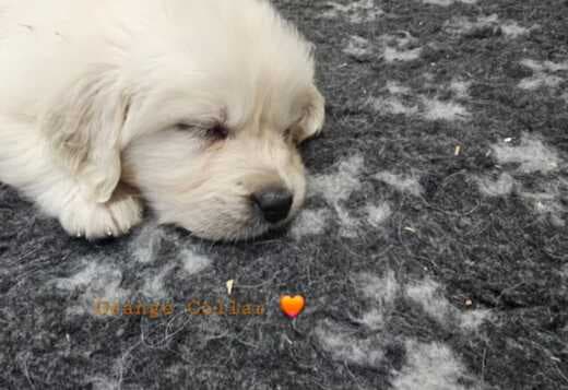 playful golden retriever puppies