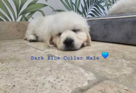 golden retriever puppies near me