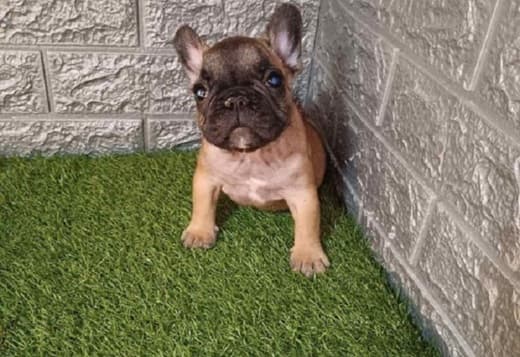 French bulldog