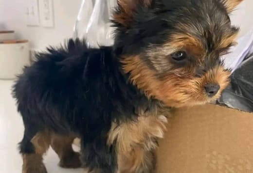 Healthy Yorkie puppies